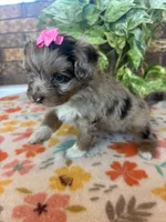 Cookey-HOLD, a female Pomapoo and Pomeranian for sale in Howe, OK – 3 of 7