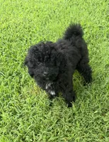 Oakley, a male Maltipoo and Poodle - Toy  for sale in Howe, OK – 3 of 7