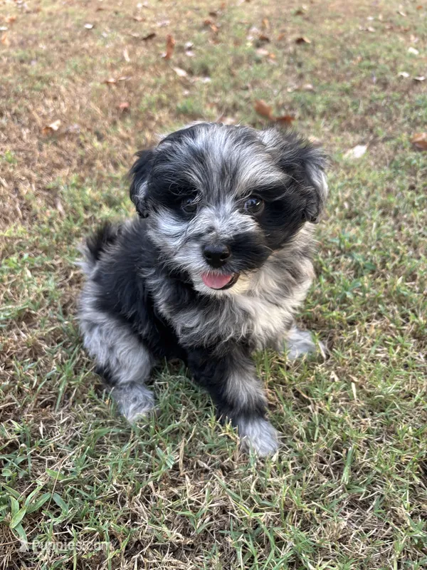 Izzy – Pomapoo puppy for sale in Howe, OK