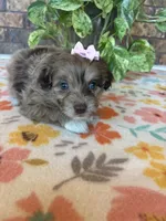 Pumpkin, a female Pomapoo and Poodle - Toy  for sale in Howe, OK – 5 of 8