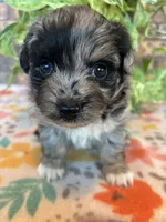 Blu, a male Pomapoo for sale in Howe, OK – 6 of 8