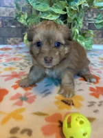 Boomer, a male Pomapoo and Pomeranian for sale in Howe, OK – 3 of 7
