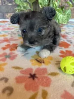 Stormy, a male Pomapoo for sale in Howe, OK – 3 of 8