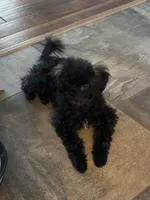 Oakley, a male Maltipoo and Poodle - Toy  for sale in Howe, OK – 5 of 7