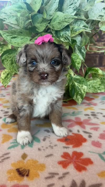Cookey-HOLD, a female Pomapoo and Pomeranian for sale in Howe, OK – 7 of 7