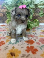 Cookey-HOLD, a female Pomapoo and Pomeranian for sale in Howe, OK – 6 of 7