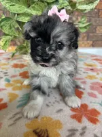 Bella, a female Pomapoo and Poodle - Toy  for sale in Howe, OK – 5 of 7