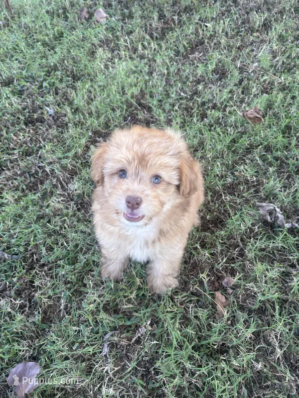 Boomer – Pomapoo, Pomeranian puppy for sale in Howe, OK