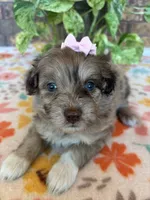 Pumpkin, a female Pomapoo and Poodle - Toy  for sale in Howe, OK – 4 of 8