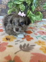 Pumpkin, a female Pomapoo and Poodle - Toy  for sale in Howe, OK – 6 of 8
