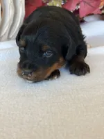 Ali, a female Yorkipoo and Yorkshire Terrier for sale in Howe, OK – 3 of 7