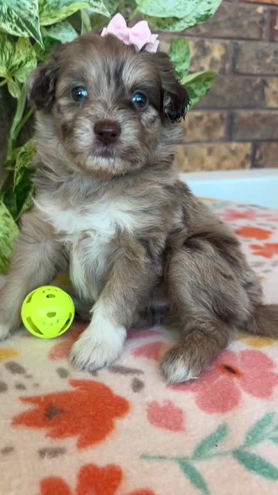 Pumpkin, a female Pomapoo and Poodle - Toy  for sale in Howe, OK – 8 of 8