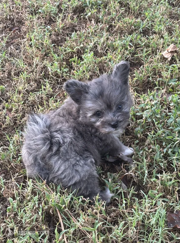 Stormy – Pomapoo, Poodle - Toy  puppy for sale in Howe, OK