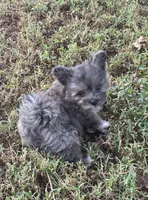 Stormy~HOLD, a male Pomapoo and Poodle - Toy  for sale in Howe, OK – 1 of 9