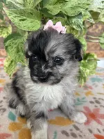 Bella, a female Pomapoo and Poodle - Toy  for sale in Howe, OK – 4 of 7
