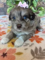 Pumpkin, a female Pomapoo and Poodle - Toy  for sale in Howe, OK – 2 of 8