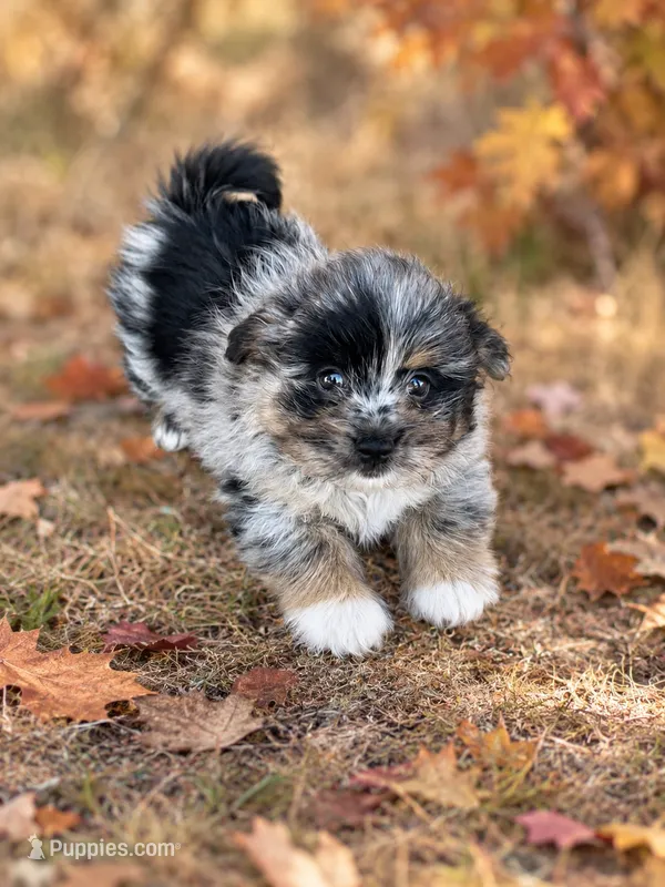 Blu – Pomapoo, Pomeranian puppy for sale in Howe, OK