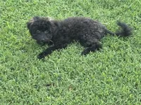 Oakley, a male Maltipoo and Poodle - Toy  for sale in Howe, OK – 7 of 7