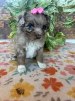 Cookey-HOLD, a female Pomapoo and Pomeranian for sale in Howe, OK – 4 of 7