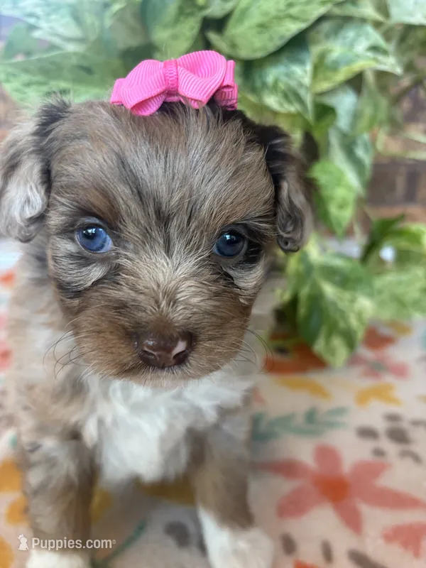 Cookey-HOLD – Pomapoo, Pomeranian puppy for sale in Howe, OK