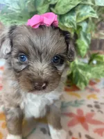 Cookey-HOLD, a female Pomapoo and Pomeranian for sale in Howe, OK – 1 of 7