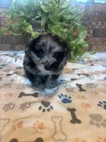 Izzy, a female Pomapoo for sale in Howe, OK – 5 of 6