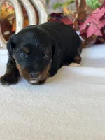 Ali, a female Yorkipoo and Yorkshire Terrier for sale in Howe, OK – 4 of 7