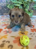 Boomer, a male Pomapoo and Pomeranian for sale in Howe, OK – 6 of 7