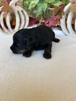 Abby, a female Yorkipoo and Poodle - Toy  for sale in Howe, OK – 5 of 8