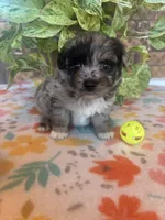 Blu, a male Pomapoo for sale in Howe, OK – 7 of 8