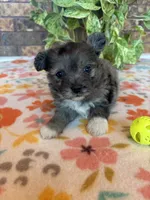 Stormy, a male Pomapoo for sale in Howe, OK – 4 of 8