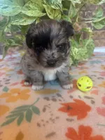 Blu, a male Pomapoo for sale in Howe, OK – 5 of 8