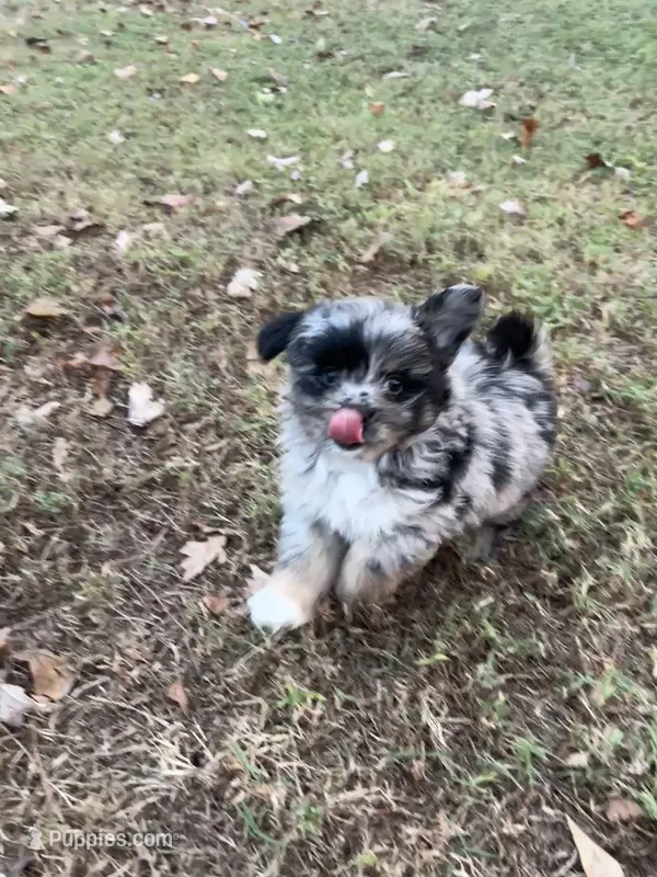 Blu – Pomapoo, Pomeranian puppy for sale in Howe, OK
