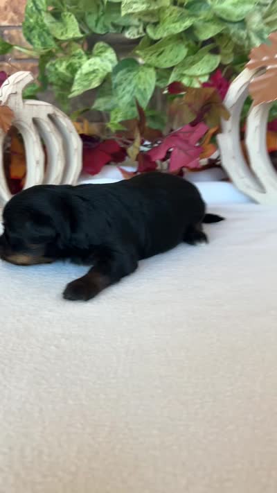 Abby, a female Yorkipoo and Poodle - Toy  for sale in Howe, OK – 8 of 8