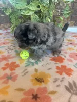 Blu, a male Pomapoo for sale in Howe, OK – 2 of 8
