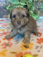 Boomer, a male Pomapoo and Pomeranian for sale in Howe, OK – 4 of 7