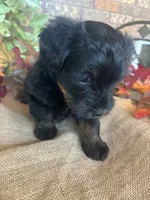 Abby, a female Yorkipoo and Yorkshire Terrier for sale in Howe, OK – 4 of 10