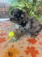Blu, a male Pomapoo for sale in Howe, OK – 4 of 8