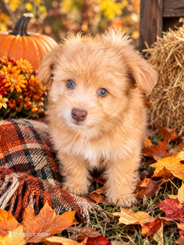 Boomer – Pomapoo, Pomeranian puppy for sale in Howe, OK