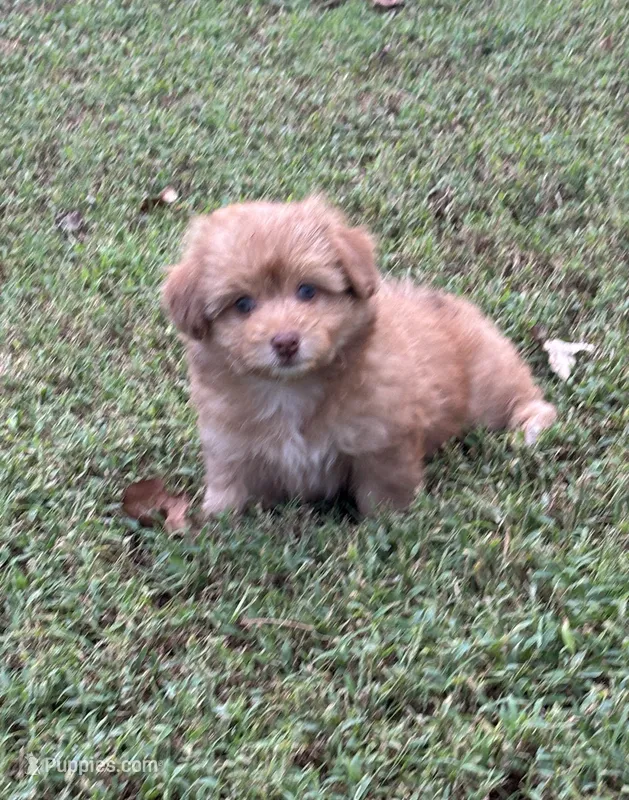 Boomer – Pomapoo, Pomeranian puppy for sale in Howe, OK