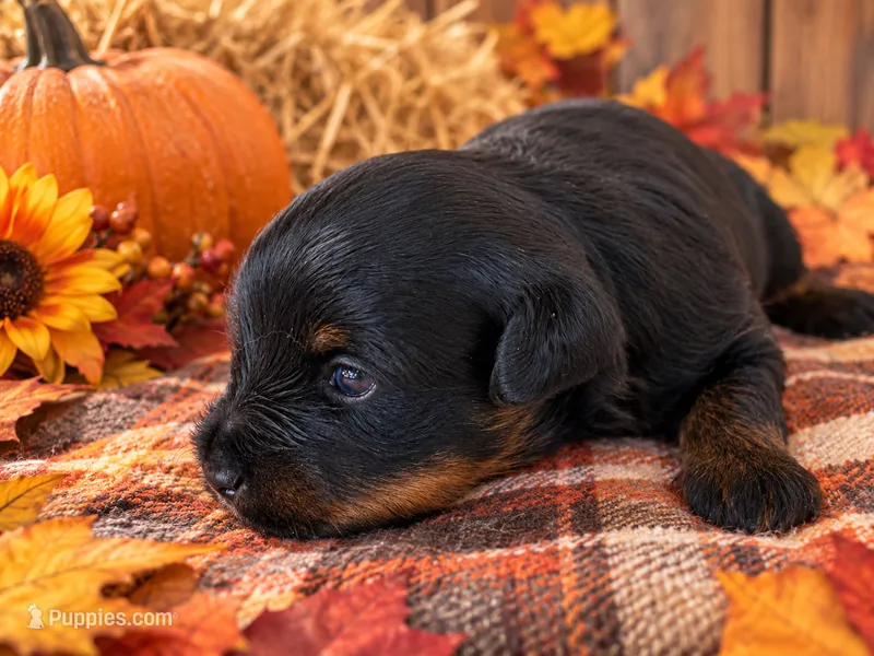 Abby – Yorkipoo, Poodle - Toy  puppy for sale in Howe, OK