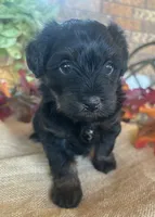 Abby, a female Yorkipoo and Yorkshire Terrier for sale in Howe, OK – 1 of 10