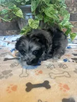 Izzy, a female Pomapoo for sale in Howe, OK – 2 of 6