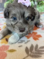 Pumpkin, a female Pomapoo and Poodle - Toy  for sale in Howe, OK – 1 of 8