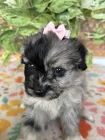 Bella, a female Pomapoo and Poodle - Toy  for sale in Howe, OK – 2 of 7