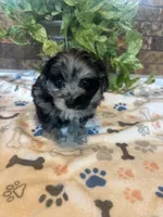 Izzy, a female Pomapoo for sale in Howe, OK – 4 of 6