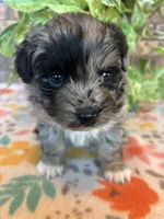 Blu, a male Pomapoo for sale in Howe, OK – 3 of 8