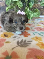 Pumpkin, a female Pomapoo and Poodle - Toy  for sale in Howe, OK – 3 of 8