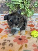 Stormy, a male Pomapoo for sale in Howe, OK – 7 of 8