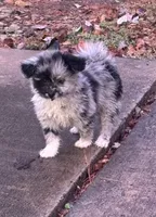 Bella~HOLD, a female Pomapoo and Poodle - Toy  for sale in Howe, OK – 5 of 10
